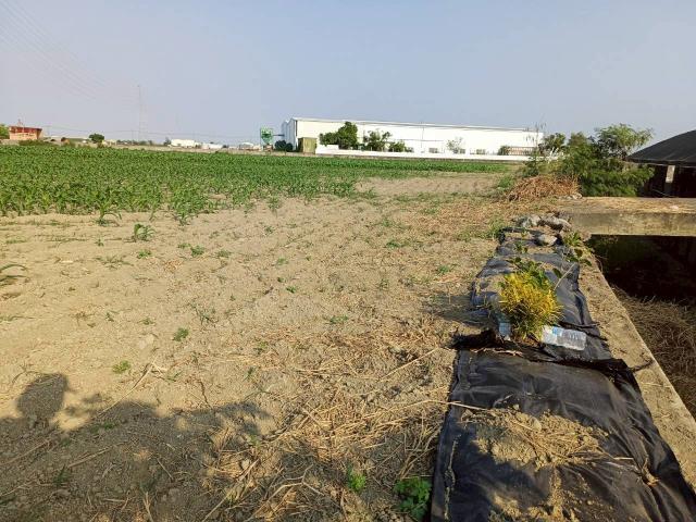 台南學甲農地-4