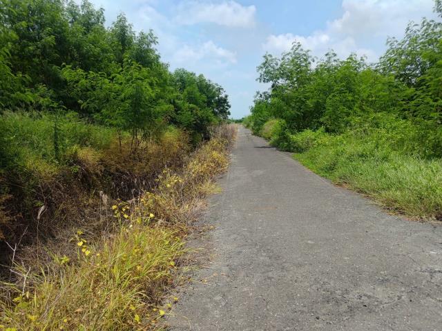 麻豆農地-2
