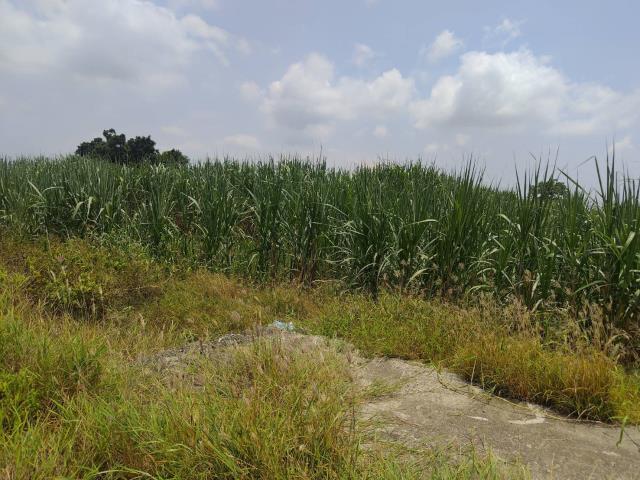 麻豆農地-3