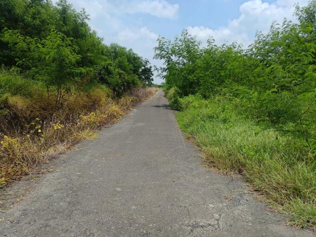 麻豆農地-6